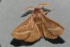 Lasiocampa trifolii